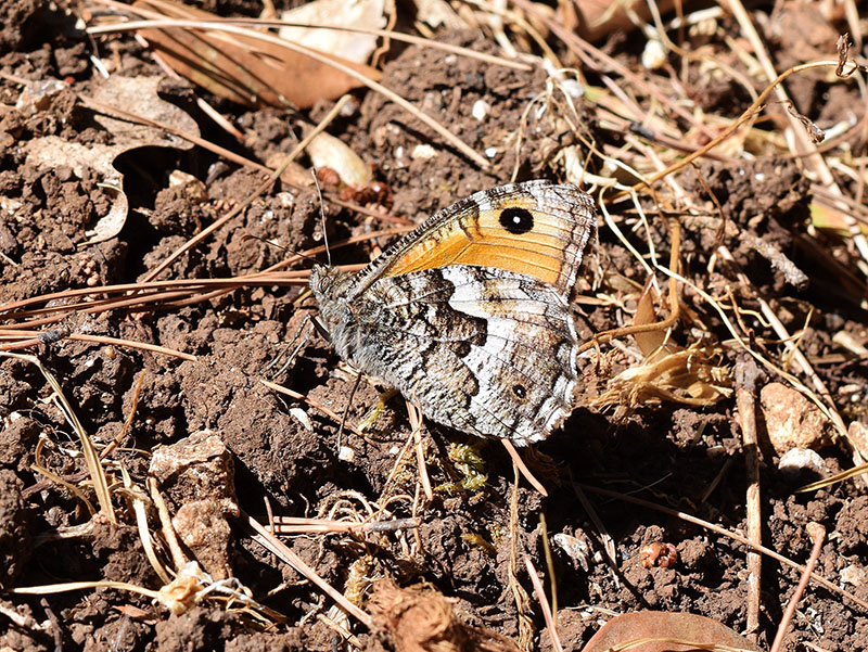 Hipparchia blachieri? Hipparchia sp. - Nymphalidae